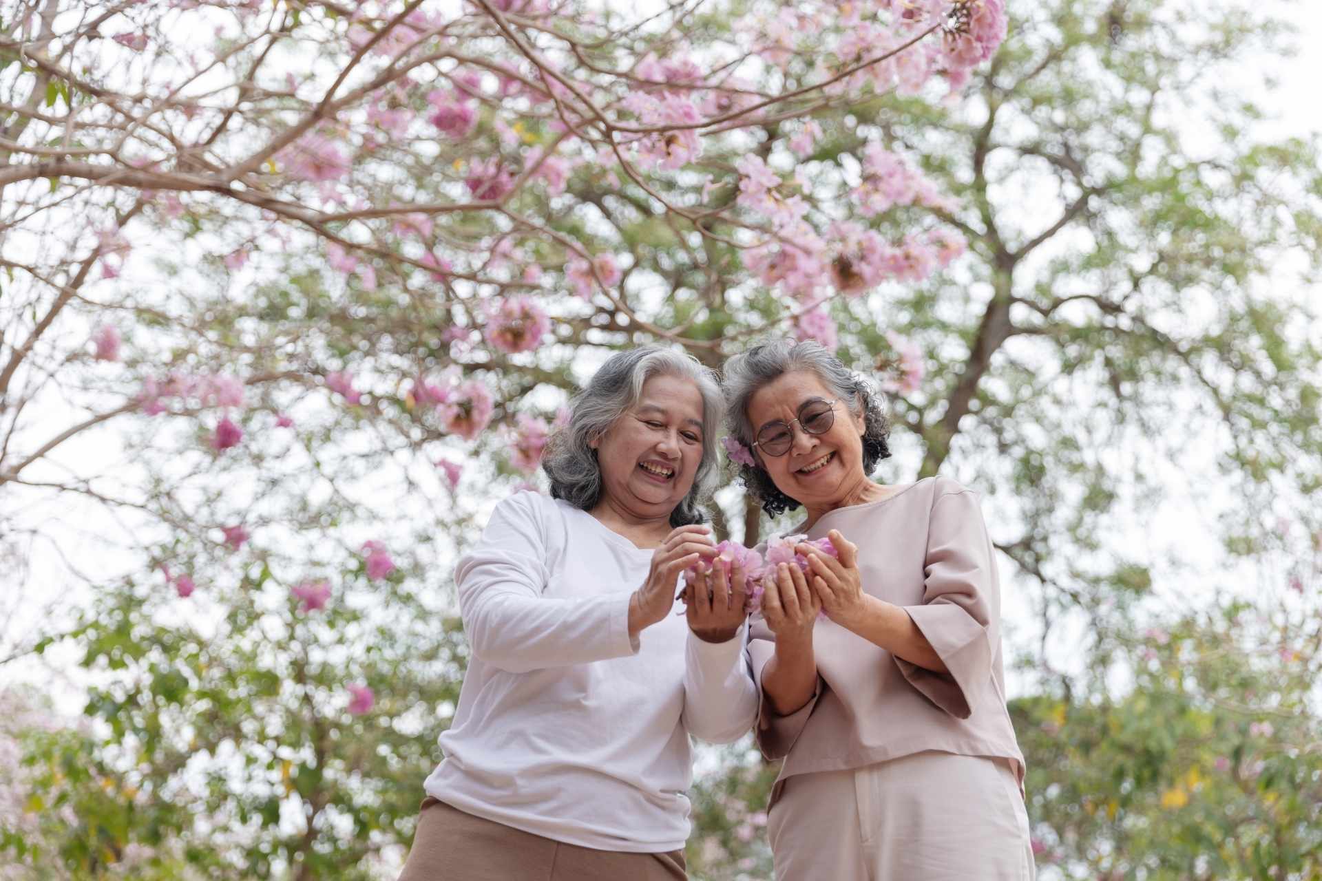 Two senior women enjoying the spring cherry blossoms.